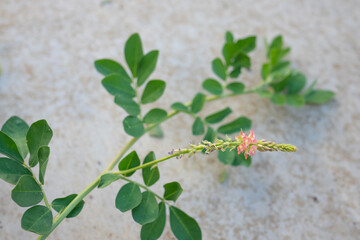 Indigofera spicata, the creeping indigo or trailing indigo, is a species of flowering plant in the family Fabaceae. It is native to Sub‑Saharan Africa, Madagascar, Mauritius, Réunion, and Yemen, and h