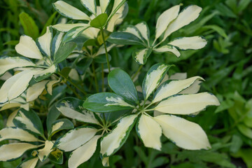 Schefflera arboricola is a flowering plant in the family Araliaceae, native to Taiwan as well as...