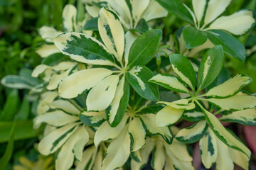 Schefflera arboricola is a flowering plant in the family Araliaceae, native to Taiwan as well as...
