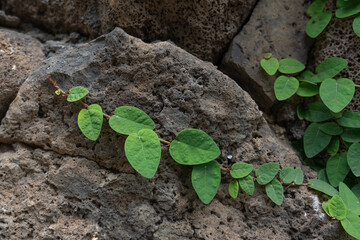 Ficus pumila, commonly known as the creeping fig or climbing fig, is a species of flowering plant in the mulberry family, native to East Asia (China, Japan, Vietnam) and naturalized in parts of the so