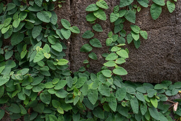 Ficus pumila, commonly known as the creeping fig or climbing fig, is a species of flowering plant in the mulberry family, native to East Asia (China, Japan, Vietnam) and naturalized in parts of the so