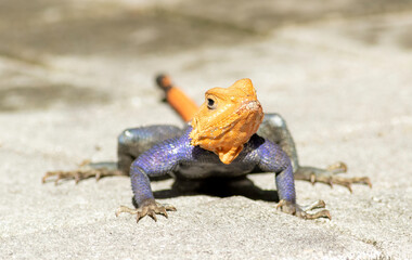 A well-established Exotic invasive lizard, the red-headed agama looks for handouts and bugs around...