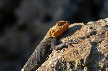 Red-headed Agama basking on a rock 