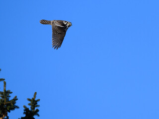 Northern Hawk Owl in Flight on Blue Sky