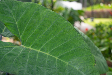 Alocasia is a genus of broad-leaved, rhizomatous, or tuberous perennial flowering plants from the family Araceae. There are 97 accepted species native to tropical and subtropical Asia and Eastern Aust