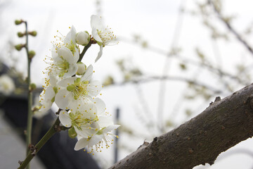 Apricot flower on nature background