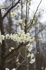 Apricot flower on nature background