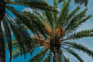 Fototapeta na wymiar Phoenix dactylifera, commonly known as date or date palm, is a flowering plant species in the palm family, Arecaceae, cultivated for its edible sweet fruit. The species is widely cultivated across No