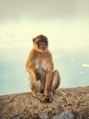 monkey