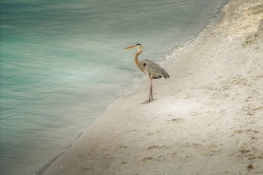 Great blue heron on the beach at Sanibel Island in Florida before Hurricane Ian