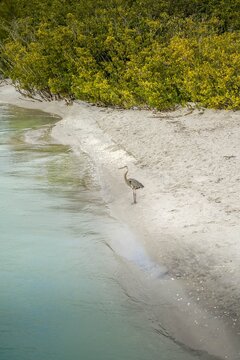 Isolated great blue heron on the beach at Sanibel Island in Florida at Blind Pass before Hurricane Ian