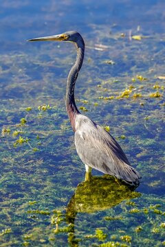 Closeup of tricolored heron fishing for food on sunny day in Florida