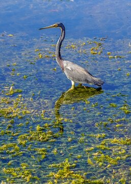 Tricolored heron fishing for food on sunny day in Florida