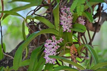 Obraz premium Rhynchostyliis, Orchid bouquet on the tree.