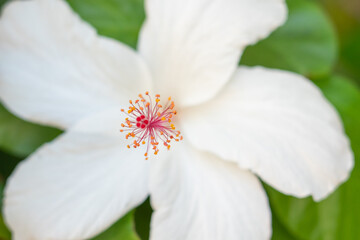 Hawaiian hibiscus are seven species of hibiscus native to Hawaii. The yellow hibiscus is Hawaii's state flower. Most commonly grown as ornamental plants in the Hawaiian Islands are the Chinese hibiscu