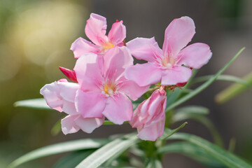 Obraz na płótnie Canvas Nerium oleander (/ˈnɪəriəm ... / NEER-ee-əm), most commonly known as oleander or nerium, is a shrub or small tree cultivated worldwide in temperate and subtropical areas as an ornamental and landscapi