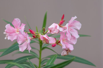 Naklejka na ściany i meble Nerium oleander (/ˈnɪəriəm ... / NEER-ee-əm), most commonly known as oleander or nerium, is a shrub or small tree cultivated worldwide in temperate and subtropical areas as an ornamental and landscapi