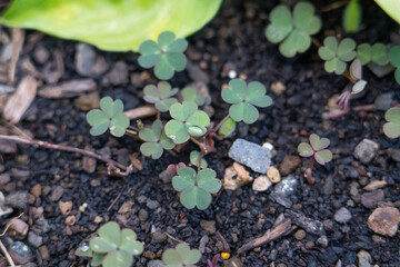 
Oxalis corniculata, the creeping woodsorrel, also called procumbent yellow sorrel or sleeping beauty, is a somewhat delicate-appearing, low-growing herbaceous plant in the family Oxalidaceae. It rese