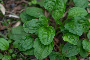 
Plantago asiatica, is a self-fertile, perennial flowering plant of genus Plantago. The plant is native to East Asia (China, Japan, Korea, etc.). It grows really well in disturbed areas like roadsides