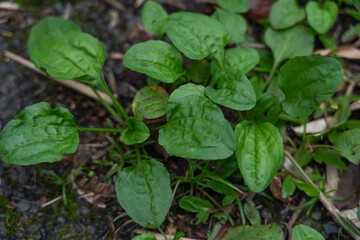 
Plantago asiatica, is a self-fertile, perennial flowering plant of genus Plantago. The plant is native to East Asia (China, Japan, Korea, etc.). It grows really well in disturbed areas like roadsides