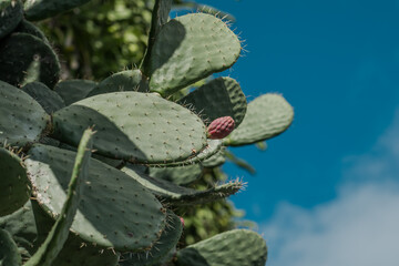 Opuntia ficus-indica, the Indian fig opuntia, fig opuntia or prickly pear, is a species of cactus...