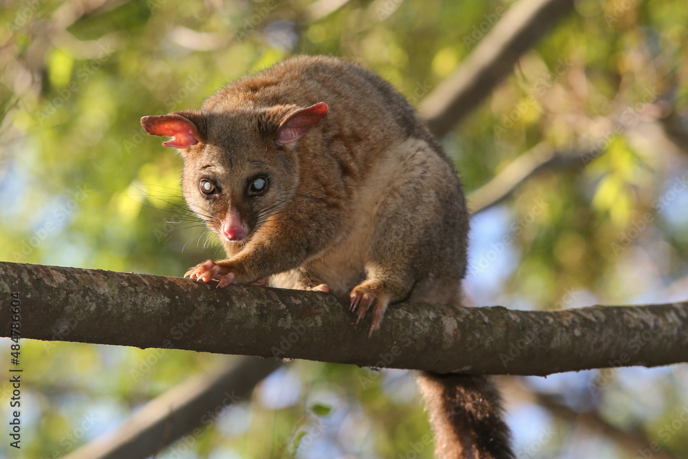Poster a possum on a tree branch in the wilderness