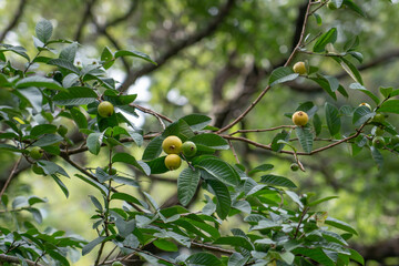 
Psidium guajava, the common guava, yellow guava, or lemon guava, is an evergreen shrub or small tree native to the Caribbean, Central America and South America. It is easily pollinated by insects; wh - 484786825