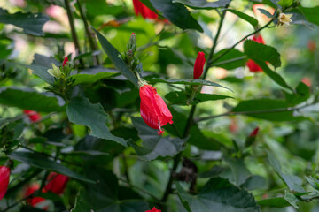 Malvaviscus is a genus of flowering plants in the mallow family, Malvaceae. Common names for species in this genus include Turk's cap mallow, wax mallow, sleeping hibiscus, and mazapan.