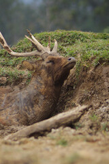 A stag or deer is sleeping full of mud all over his body
