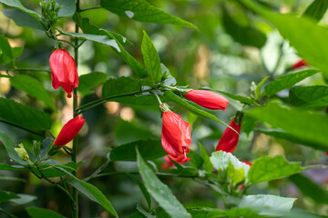 Malvaviscus is a genus of flowering plants in the mallow family, Malvaceae. Common names for species in this genus include Turk's cap mallow, wax mallow, sleeping hibiscus, and mazapan.
