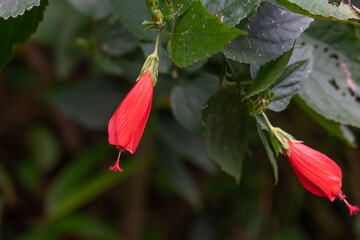 Malvaviscus is a genus of flowering plants in the mallow family, Malvaceae. Common names for species in this genus include Turk's cap mallow, wax mallow, sleeping hibiscus, and mazapan.
