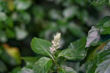 Justicia betonica is a species of flowering plant, a shrub in the family Acanthaceae. It goes by the common name squirrel's tail and paper plume. Its habitat includes wastelands, hedges, and ravines.