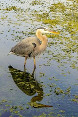 Great Blue Heron fishing in a pond in the tropics of Florida, closeup