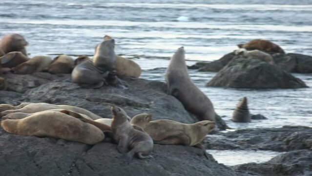 colony of seals