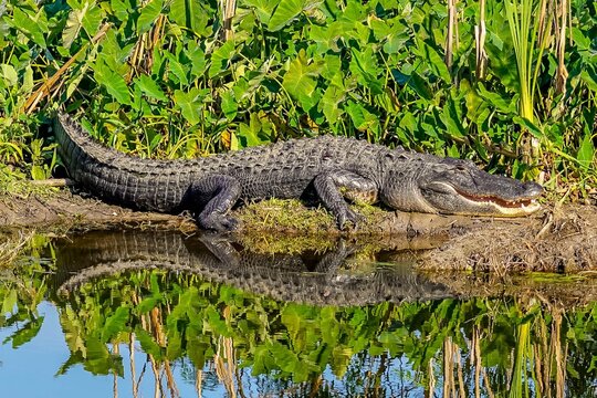 Large alligator with a grin is sunning on the banks of wetlands in Florida