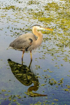 Great Blue Heron fishing in a pond in the tropics of Florida, closeup