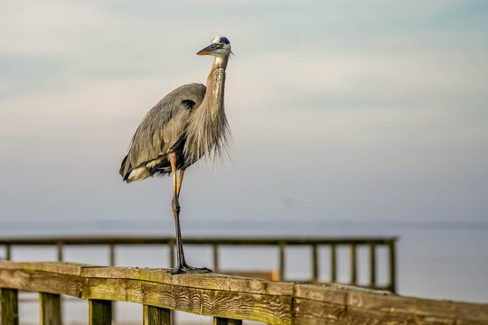 Beautiful portrait of a great blue heron standing on a railing of a fishing dock in Florida IV