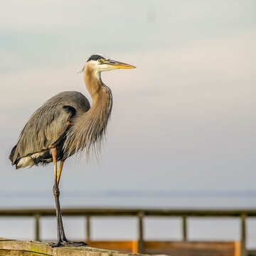 Beautiful portrait of a great blue heron standing on a railing of a fishing dock in Florida III