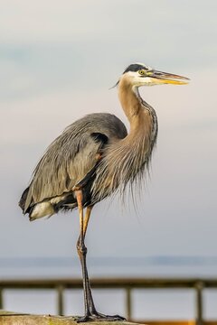 Beautiful portrait of a great blue heron standing on a railing of a fishing dock in Florida II