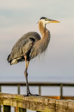 Beautiful portrait of a great blue heron standing on a railing of a fishing dock in Florida I