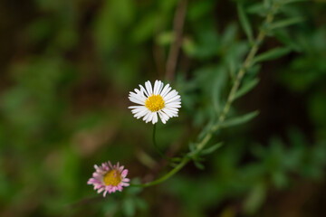 Erigeron karvinskianus, the Mexican fleabane, is a species of daisy-like flowering plant in the family Asteraceae, native to Mexico and parts of Central America. 
