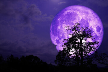 Fototapeta na wymiar Super purple strawberry moon back on cloud and tree in the field and night sky
