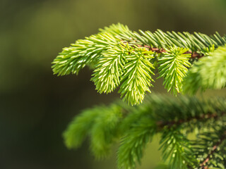 Fir branches with fresh shoots in spring.