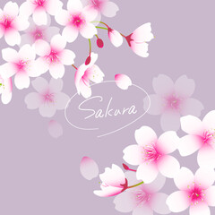 和風な桜のお洒落なイラスト