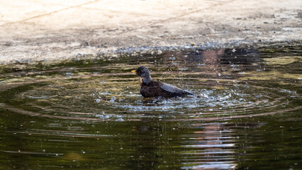 Fototapeta premium Thrush takes a bath in a puddle
