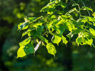 Green leaves of linden Tilia dasystyla on a green background.