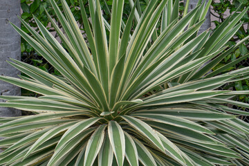 Agave angustifolia (Caribbean agave) is a type of agave plant which is native to Mexico and Central America. It is used to make mezcal and also as an ornamental plant, particularly the cultivar 'Margi