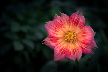 Close-up of Orange-yellow Dahlia, colorful flower is blooming on a dark green background with copy space for text.