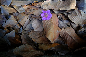 leaves on the ground