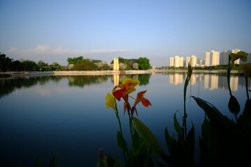 reflections in the water